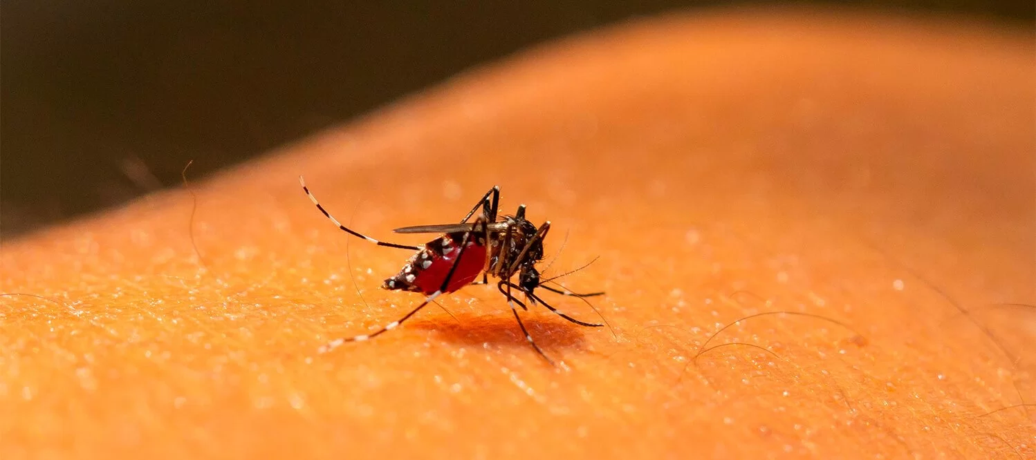 Dengue, zika, chikungunya e gripe: o que são + sintomas | Blog Benegrip