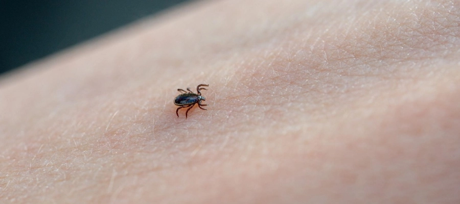 Imagem do post Febre maculosa: por que a doença do carrapato é tão perigosa?