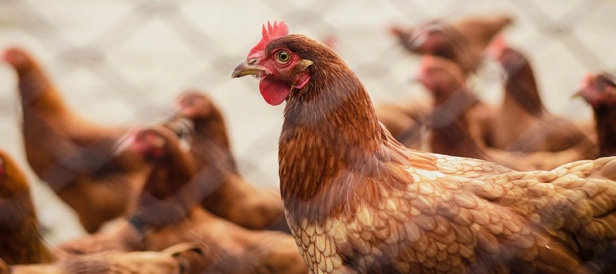 Sintomas de gripe aviária 
