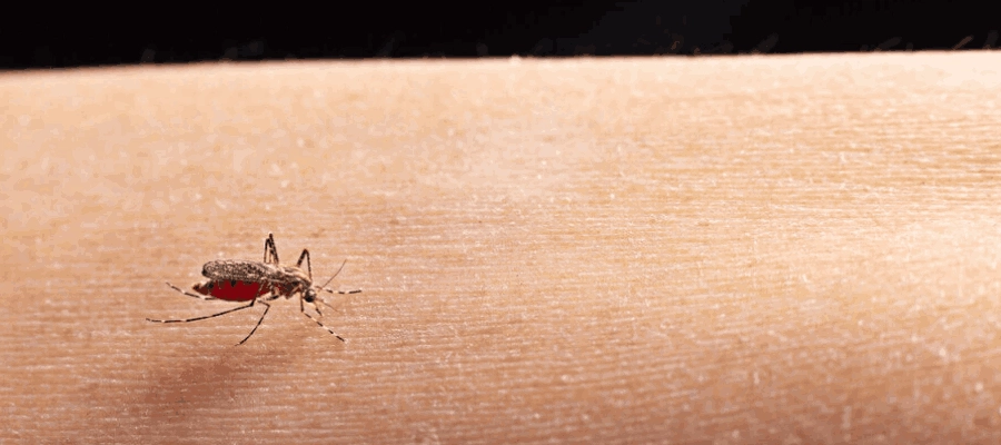 mosquito e o tratamento complementar para dengue