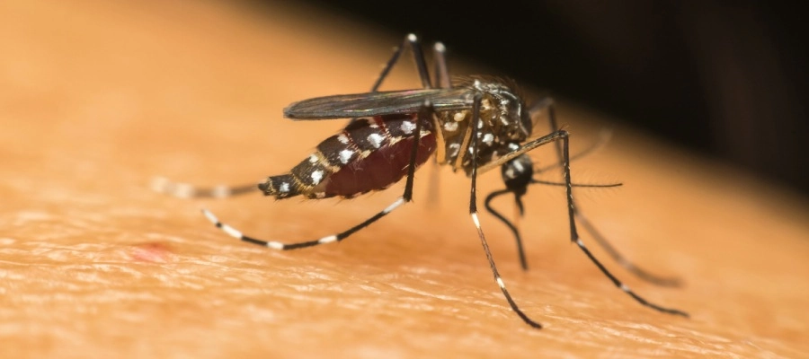 um mosquito pica uma pessoa